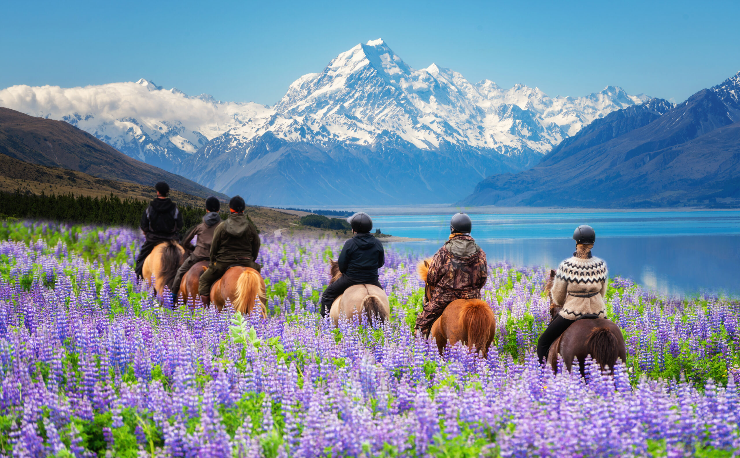 Travelers ride horses in lupine flower field, overlooking the beautiful landscape of Mt Cook National Park in New Zealand. Lupins hit full bloom in December to January which is summer of New Zealand.